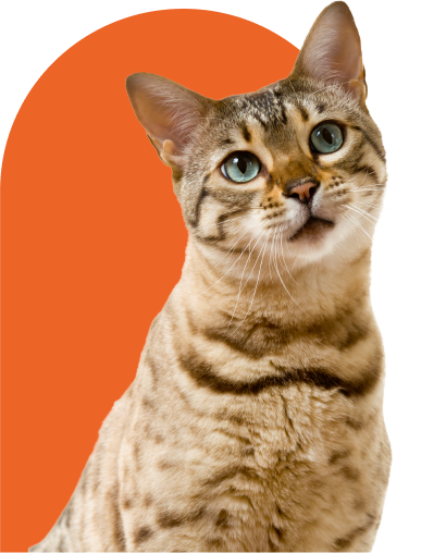 Gato malhado olhando para a câmera