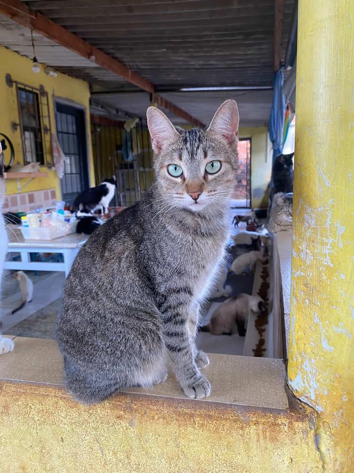 Abrigo Balaio de Gato
