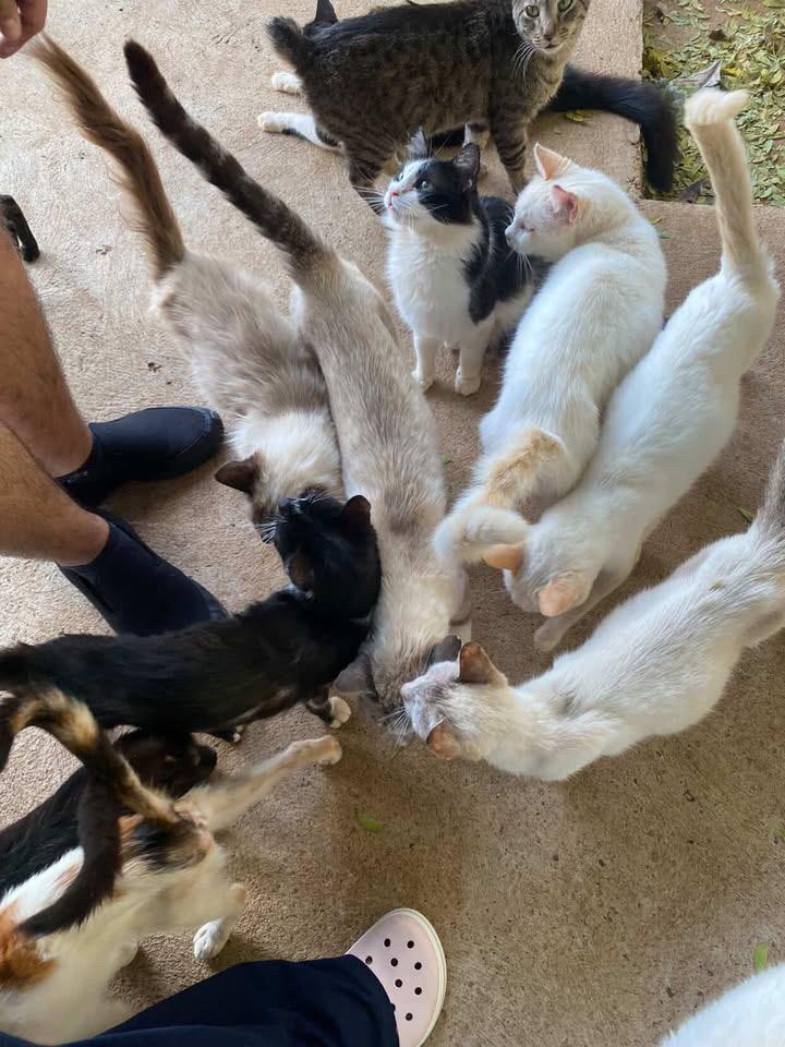 Abrigo Balaio de Gato