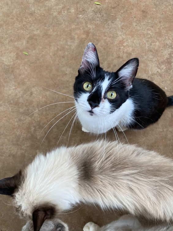 Abrigo Balaio de Gato