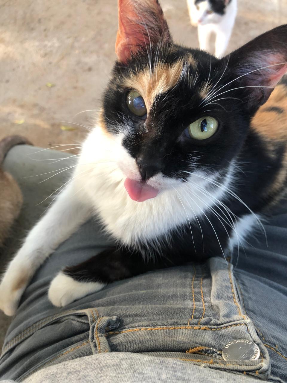 Abrigo Balaio de Gato