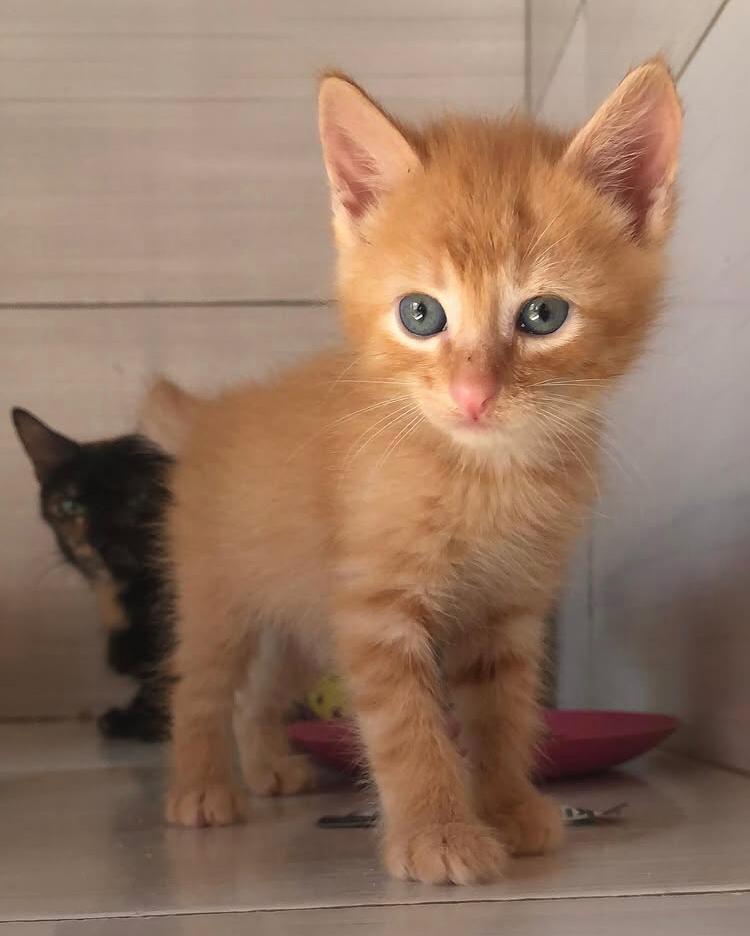 Abrigo Balaio de Gato