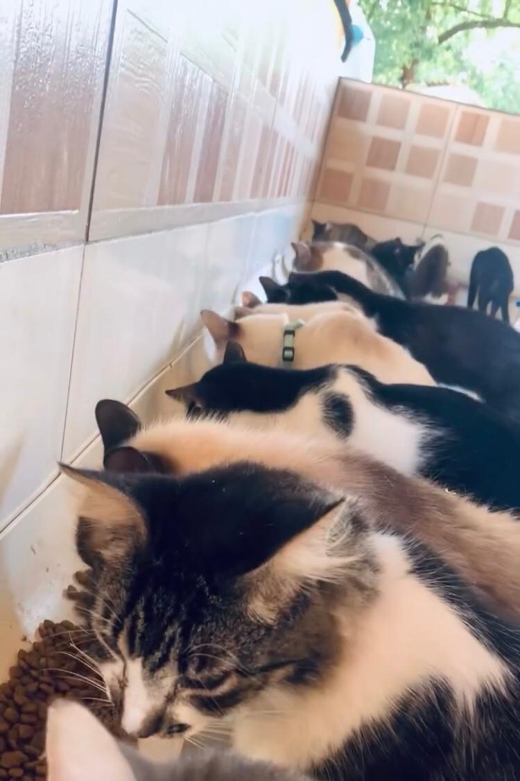 Abrigo Balaio de Gato