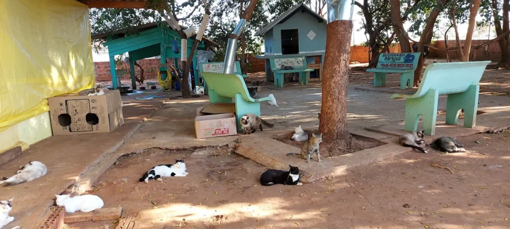 Abrigo do Balaio de Gato com gatos resgatados em Birigui-SP